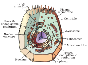 NCERT Solutions, CBSE Sample Papers and Syllabus for Class 9 to 12 : Draw a labelled  diagram of a animal cell and Plant cell.