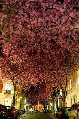 Street in Bonn