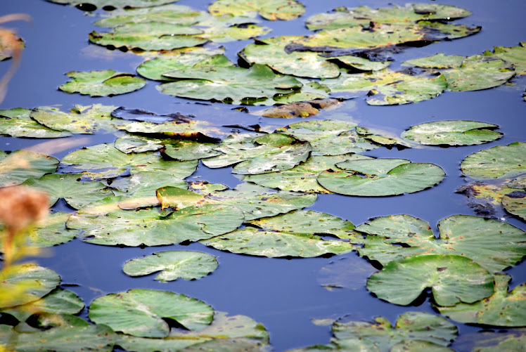 Lilypads