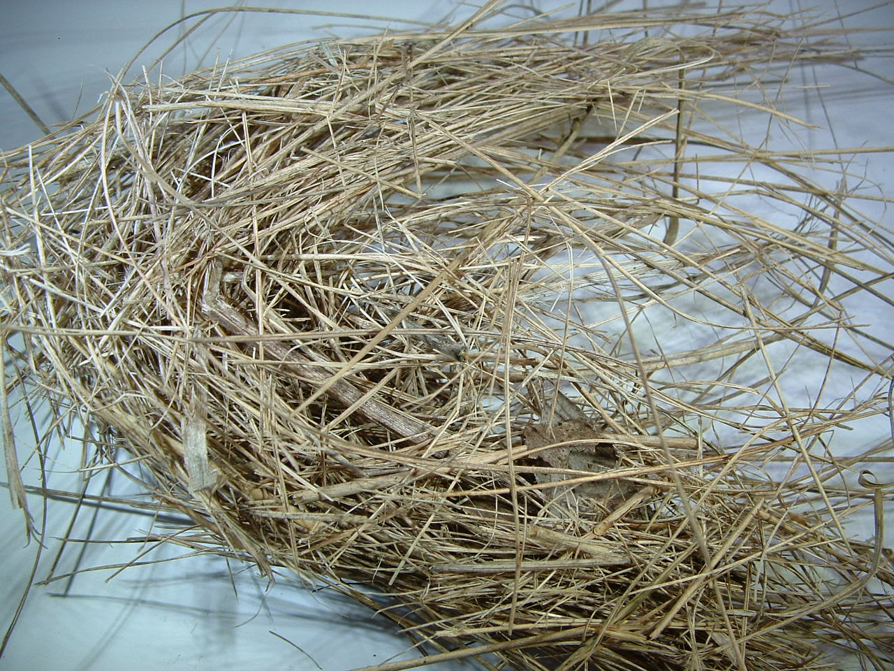 A Woodsrunner's Diary Tinder Confusion!