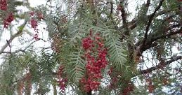 PROPIEDADES DEL ARBOL DE PIRUL