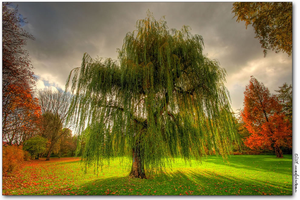 Weeping-Willow-durin