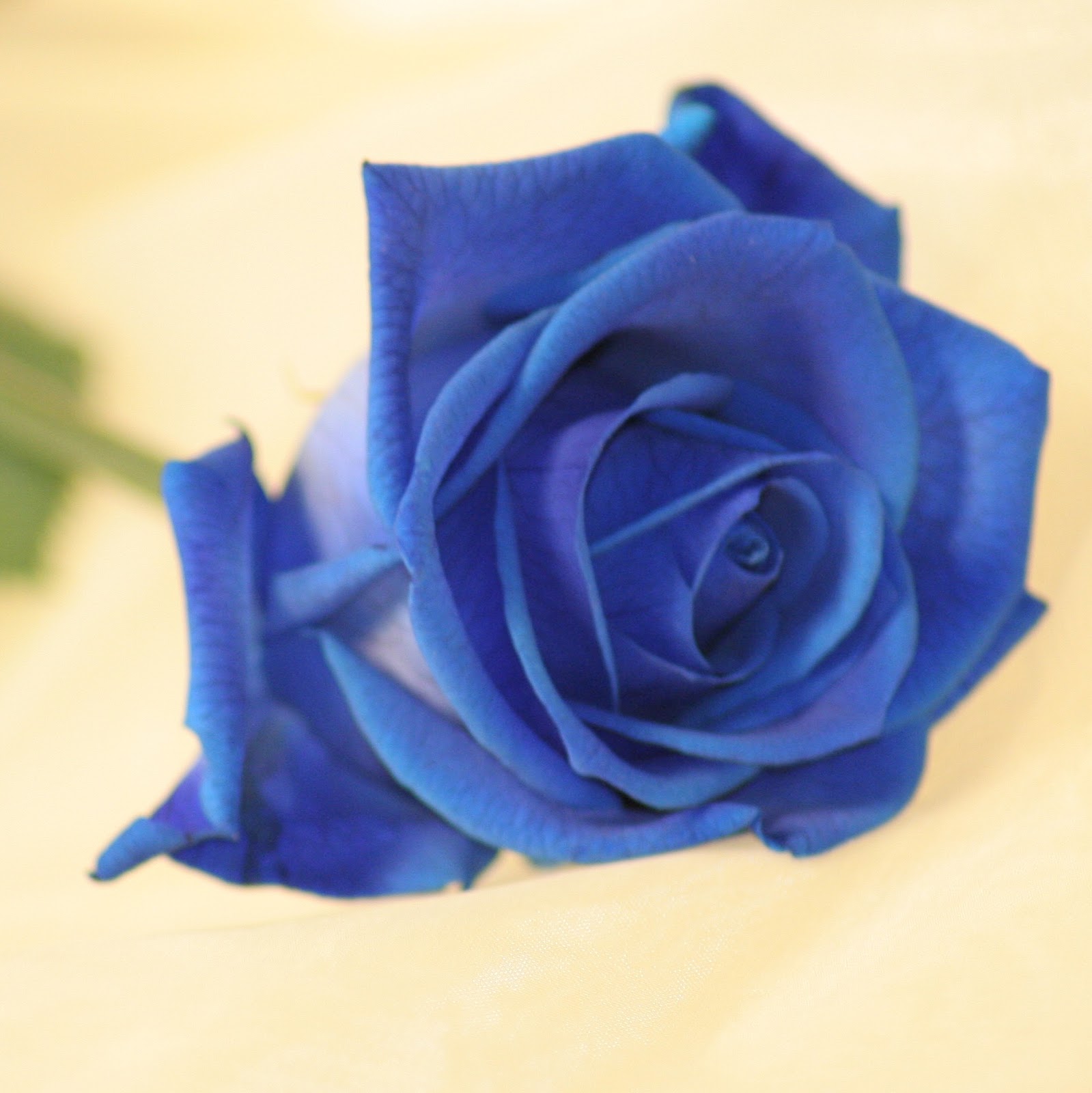 Single Blue Rose Wallpaper Single Blue Rose Wallpaper