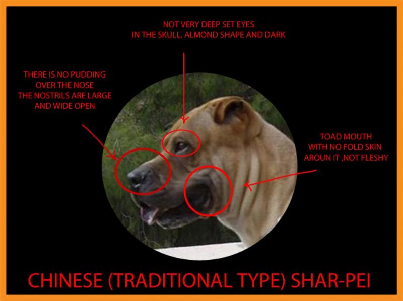 Infoseite zum traditional Shar Pei Traditional & bonemouth Shar Pei