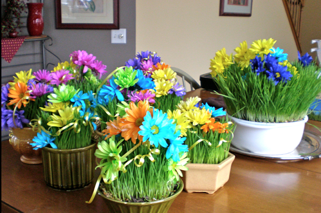 Wheatgrass Centerpieces