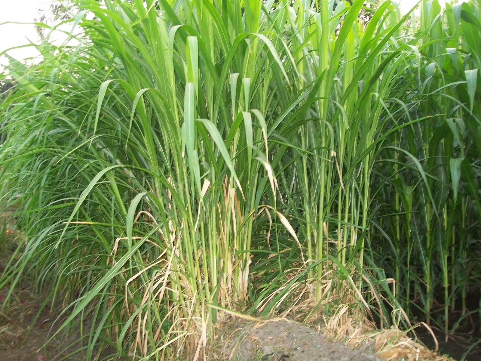 CARA MENANAM / BUDIDAYA RUMPUT GAJAH | Pertanian