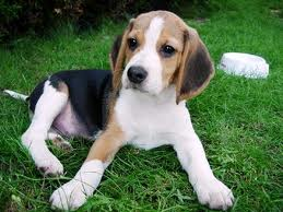 Filhote de beagle