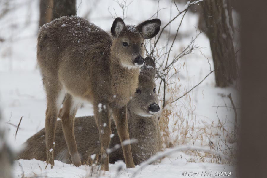 Country Captures A Winter Morning With Whitetails In The Woodlands
