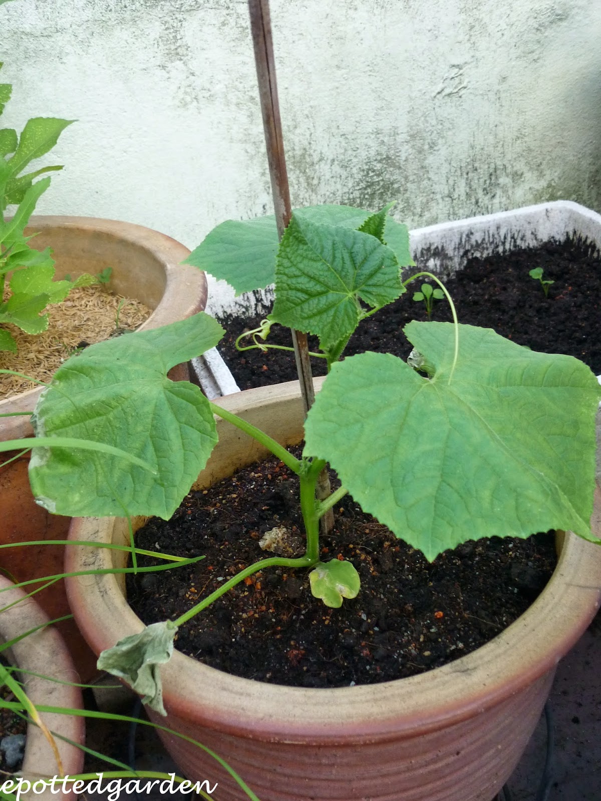 My Little Potted Garden Spacemaster Cucumber