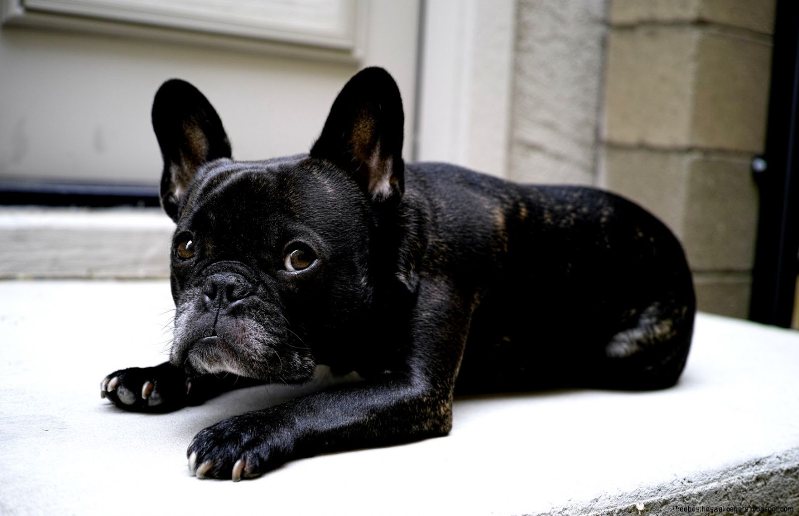 French Bulldog Desktop French Bulldog Desktop