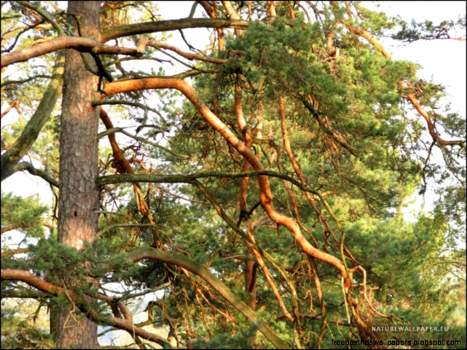 Pine Tree Branches Pine Tree Branches