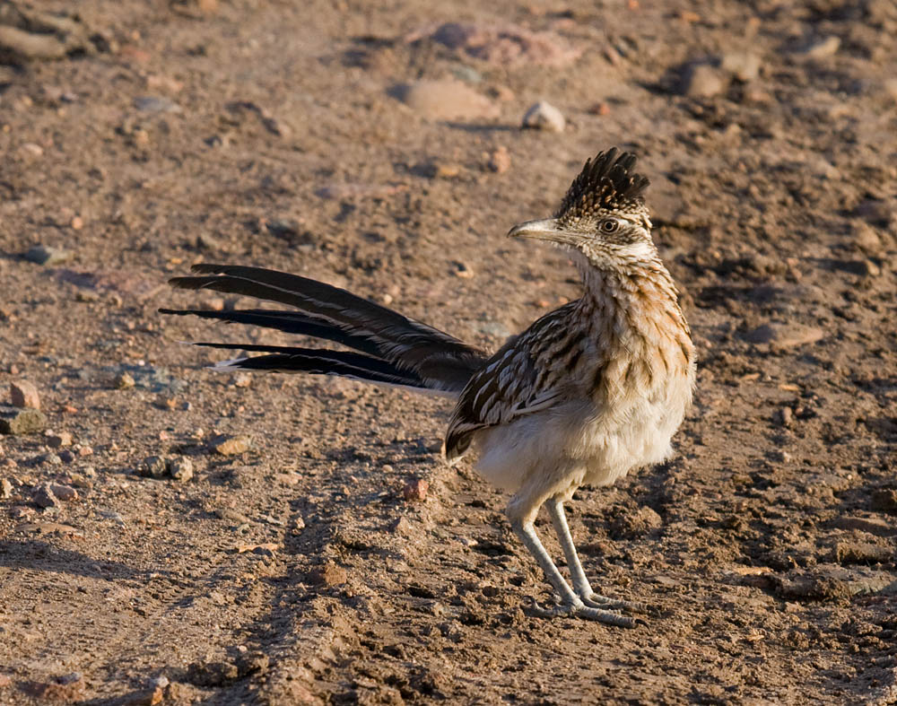 Birds to know in San Diego AnzaBorrego Desert Greg in San Diego