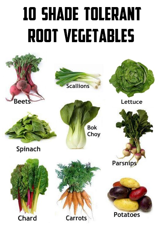 10 Shade tolerant root vegetables #vegetable_gardening ...