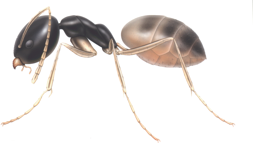 ants ghost insects very ant tiny control successful gems nuisance transform summer naturally
