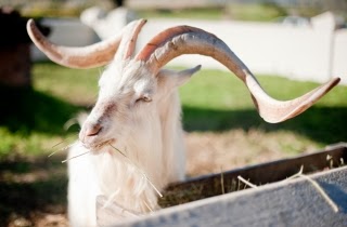 22+thumbs_our-famous-goat.jpg