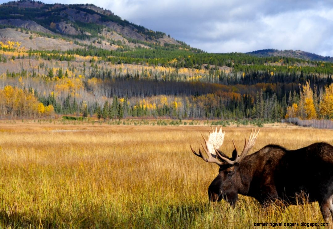 Yukon Wildlife Preserve Moose in the swamp Life in Yukon Yukon Wildlife Preserve Moose in the swamp Life in Yukon