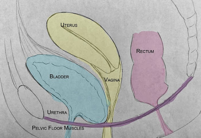 Pelvic Health and Alignment : Pelvic Organ Prolapse: Part 1