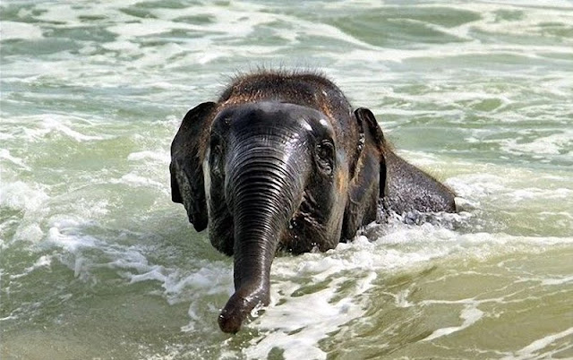 elephant on beach, baby elephant playing, cute baby elephant, baby elephant playing at beach, cute baby elephant pictures