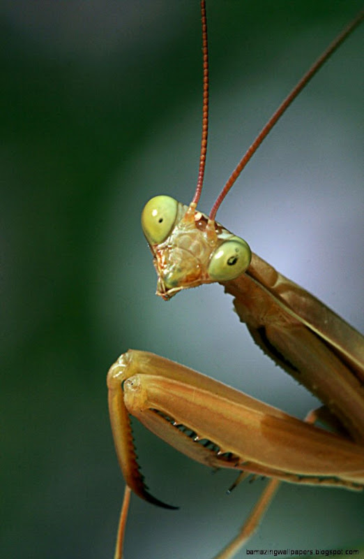 praying mantis Science Buzz praying mantis Science Buzz