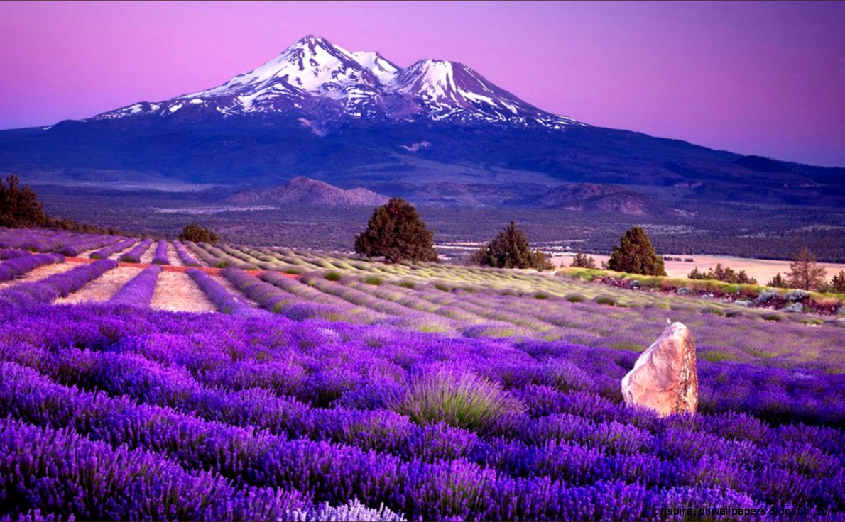 Waiting for love lavender fields of photography wallpaper 9 Waiting for love lavender fields of photography wallpaper 9