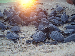 Green sea turtle (Chelonia mydas) clutch baby, La tortuga marina golfina chiquito nido 푸른 바다 거북 둥지 새끼 Release the sea turtle, Libracion 방생 