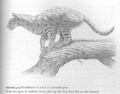 fosil felidae Proailurus