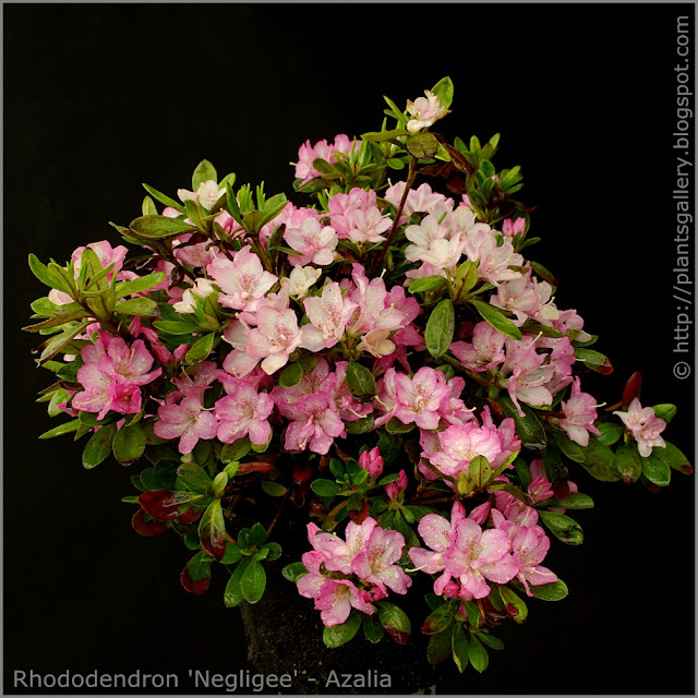 Rhododendron 'Negligee' - Azalia  'Negligee' 