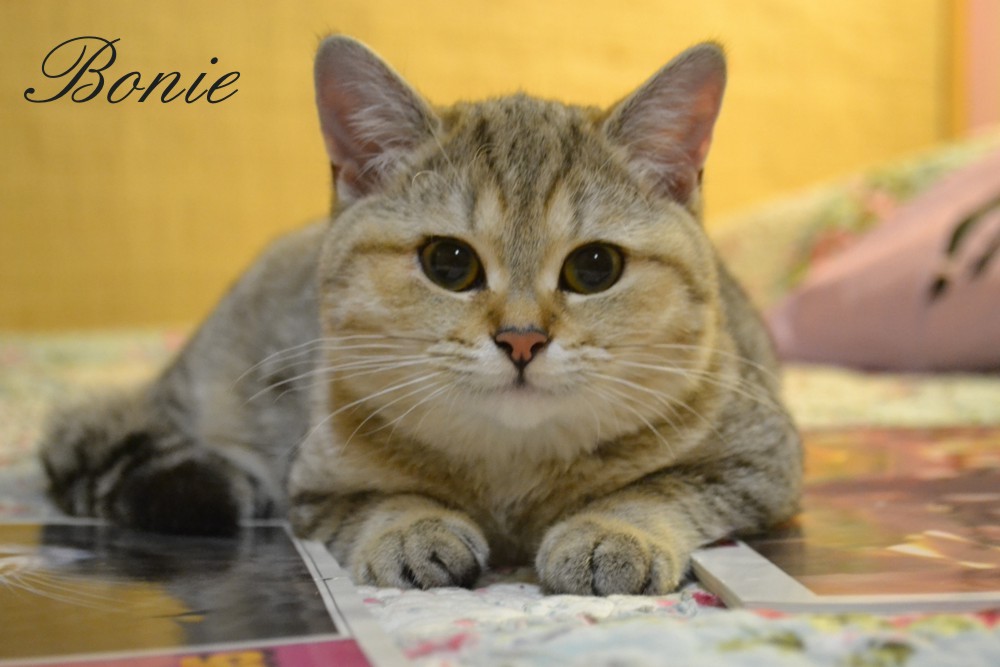 Si Silverbuttons Cattery Of Silver And Golden Shaded British