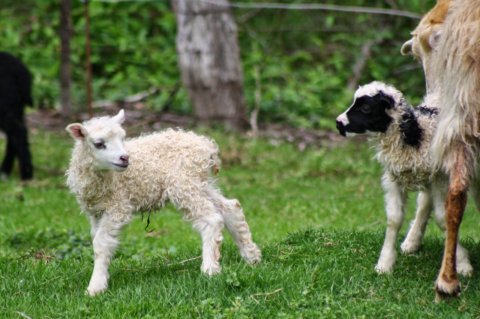 Sheep R Us Warning!! Lamb Pictures