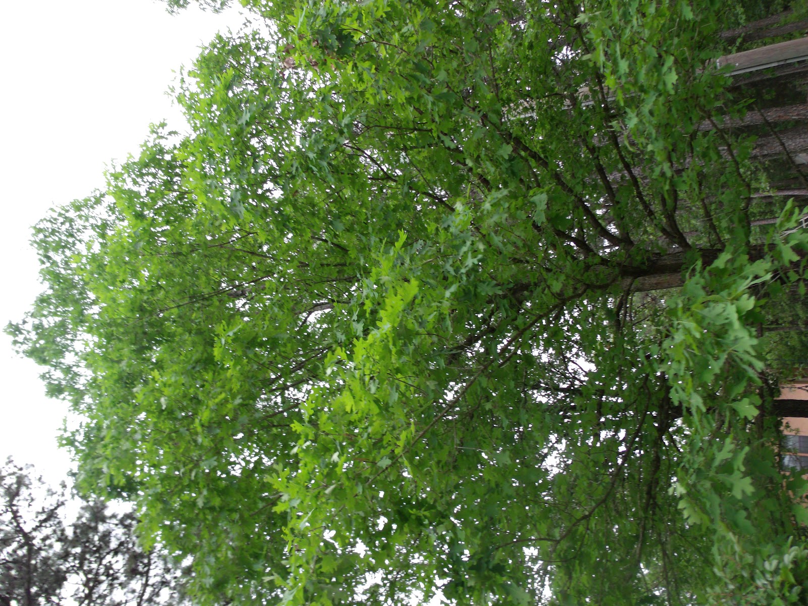 Bio Project 44 White Oak Tree Taxonomy