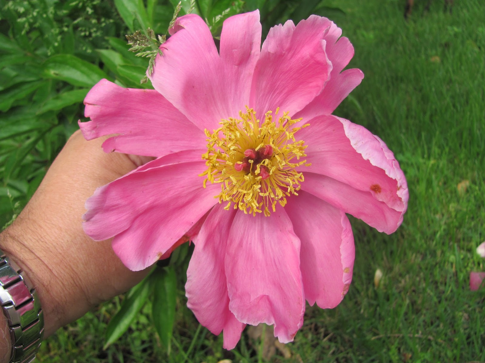 Lensing and Shuttering Pink and Red Flowers