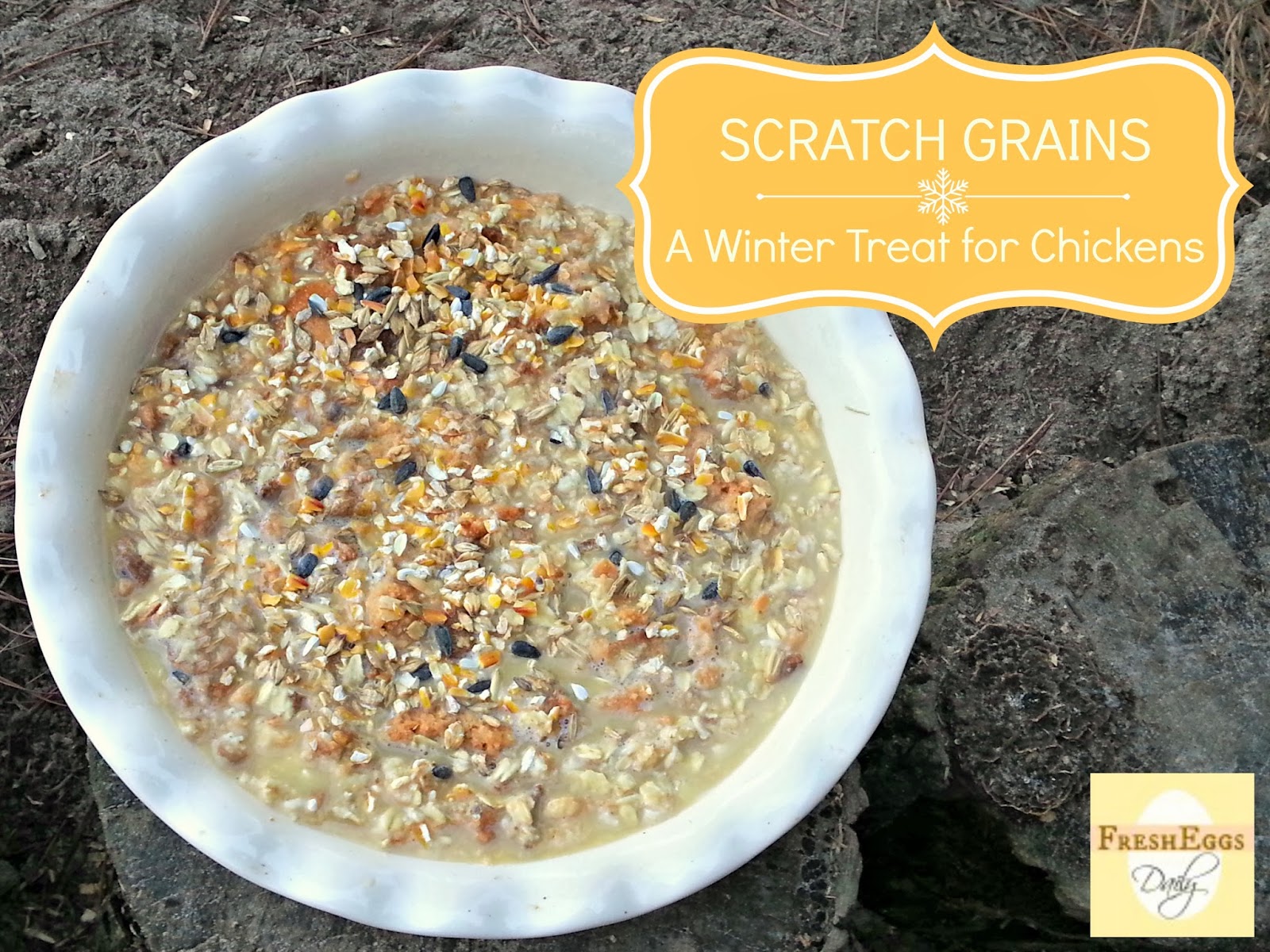 Scratch A Homemade Winter Treat for Chickens Fresh Eggs Daily®