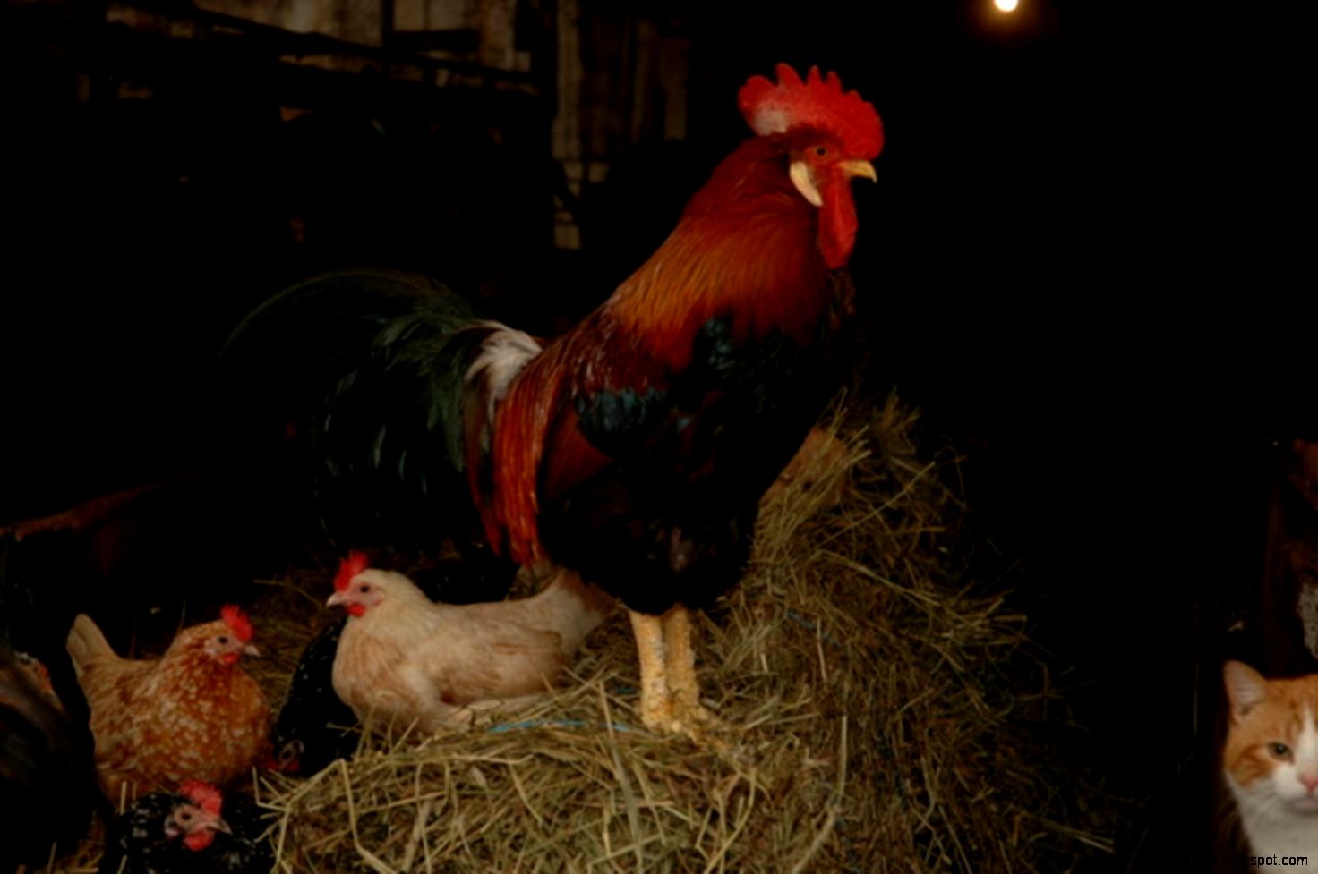 Miltons chickens free desktop background free wallpaper image Miltons chickens free desktop background free wallpaper image