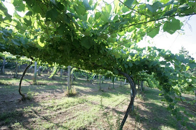 Albariño vines at Pazo Señorans