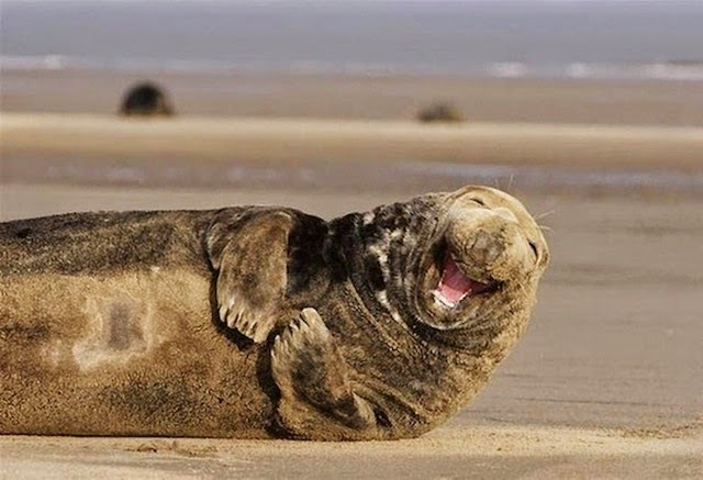 10-Perfectly-timed-animal-shots | you are funny Perfectly-timed-animal-shots