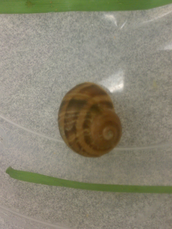 PlayBased Classroom Our New Classroom Pet Snails