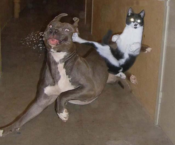 gato+vs+perro.jpg