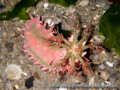 thorny sea cucumber (Colochirus quadrangularis)