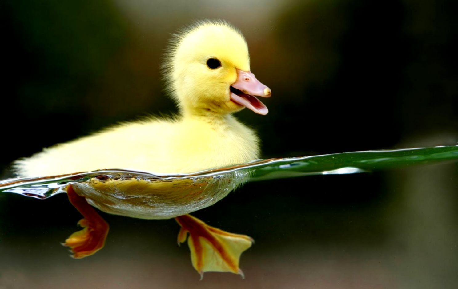 Animals Nice High Resolution Animal 125920 Wallpaper wallpaper