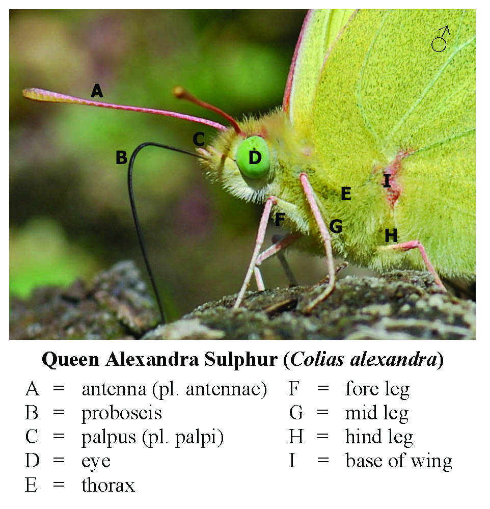 Northwest Butterflies Anatomy & Wing Terminology
