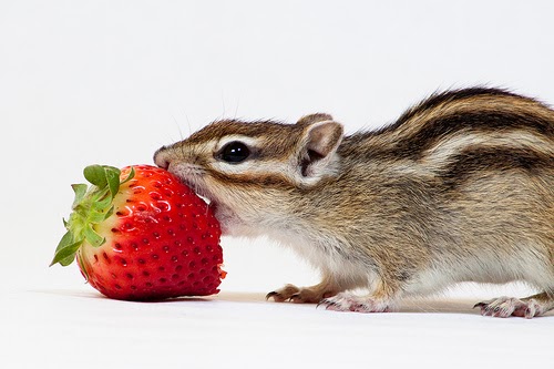 29+ Ardillas Bebes Cuidados Pics