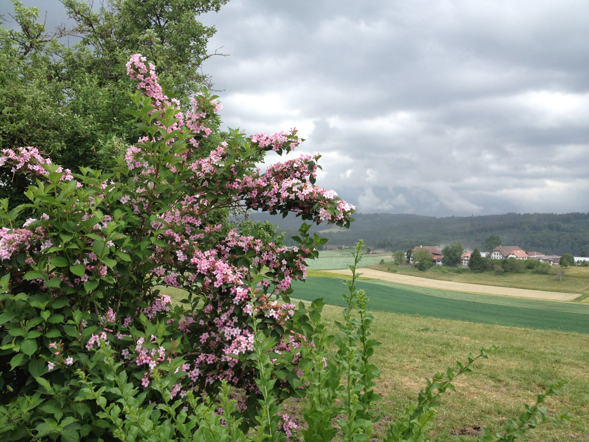 Ursula Gosteli S Go Web Blog Juni 2013