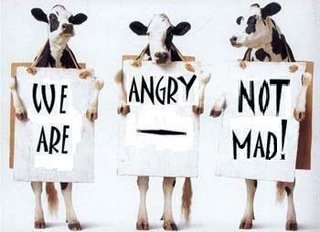 Cow Angry