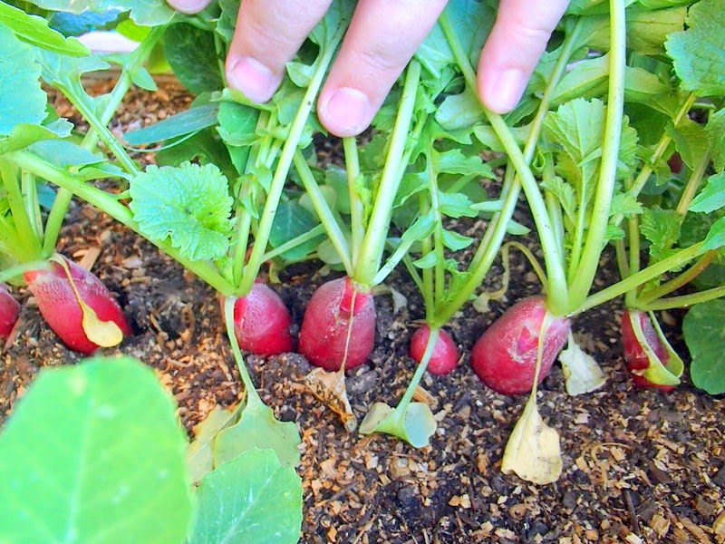 Xtremehorticulture of the Desert Radishes Are the Perfect Winter