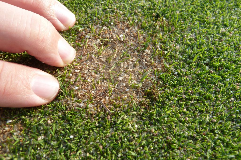 Pink Snow Mold