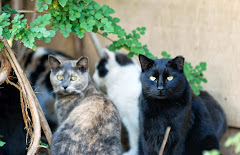 8/1/13 Community cat program in DeKalb County Georgia  outside AtlantaTNR