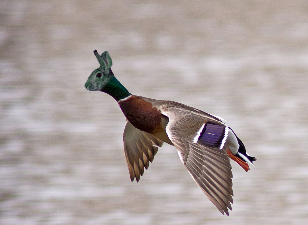 Computer Art Stuff BunnyDuck Mix