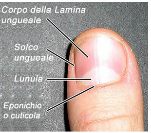 Appezzamenti da un fungo di piedi
