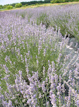 Lavender Skies Web Site