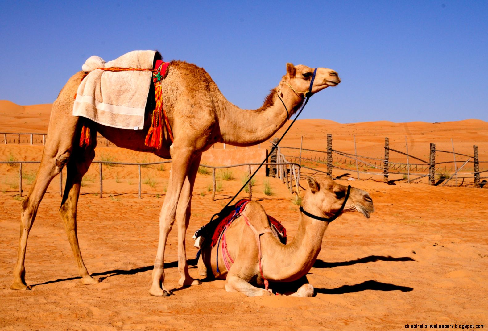 Pictures of Arabian Desert On Camel Pictures of Arabian Desert On Camel